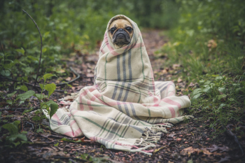 Free Photo of pug, dog, pet Free Photo of pug, dog, pet