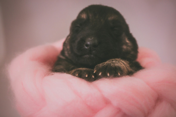 Free Photo of puppy, dog, hand