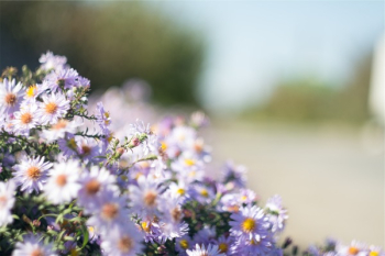 Free Photo of purple, daisies, flowers