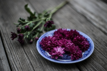 Free Photo of purple, violet, color Free Photo of purple, violet, color