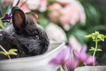 Free Photo of rabbit, pet, animal Free Photo of rabbit, pet, animal