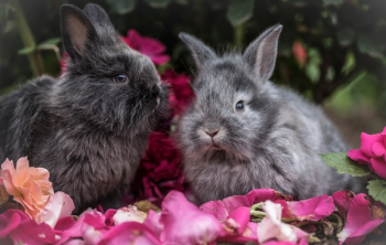 Free Photo of rabbit, pet, animal Free Photo of rabbit, pet, animal