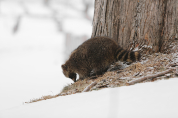 Free Photo of racoon, animal Free Photo of racoon, animal