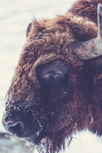 Free Photo of ram, animal, wildlife Free Photo of ram, animal, wildlife