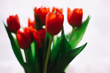 Free Photo of red, orange, tulips Free Photo of red, orange, tulips