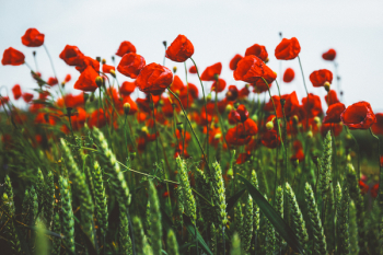 Free Photo of red, petals, flowers Free Photo of red, petals, flowers