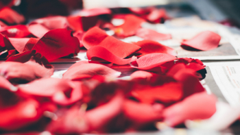 Free Photo of red, petals, rose Free Photo of red, petals, rose
