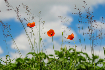 Free Photo of red, poppies, fields