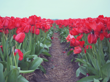 Free Photo of red, tulips, flowers Free Photo of red, tulips, flowers