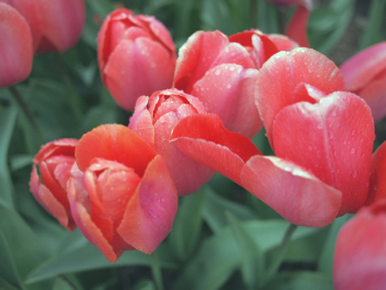 Free Photo of red, tulips, flowers Free Photo of red, tulips, flowers