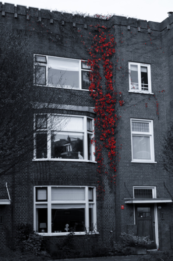 Free Photo of red, vines, bricks Free Photo of red, vines, bricks
