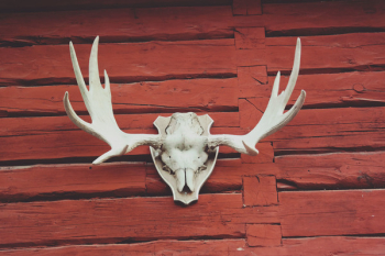 Free Photo of red, wood, antler Free Photo of red, wood, antler