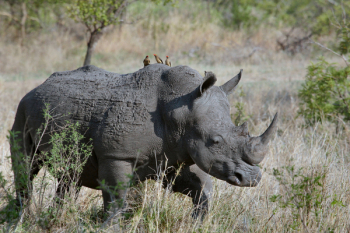 Free Photo of rhinoceros, animal, wildlife Free Photo of rhinoceros, animal, wildlife