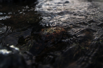 Free Photo of river, water, liquid Free Photo of river, water, liquid
