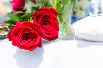 Free Photo of rose, petals, red Free Photo of rose, petals, red