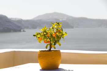 Free Photo of santorini, greece, flower Free Photo of santorini, greece, flower