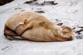 Free Photo of sea, lion, animal Free Photo of sea, lion, animal