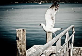 Free Photo of seagull, animal, bird Free Photo of seagull, animal, bird