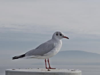 Free Photo of seagull, bird, animals Free Photo of seagull, bird, animals