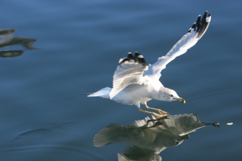 Free Photo of seagull, bird, wings Free Photo of seagull, bird, wings