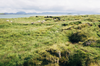 Free Photo of sheep, animals, farm Free Photo of sheep, animals, farm