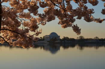 Free Photo of sky, nature, cherry Free Photo of sky, nature, cherry