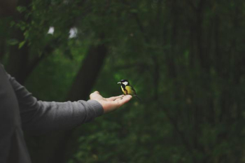 Free Photo of small, bird, hand