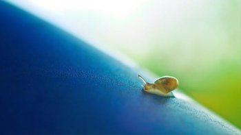 Free Photo of small, snail, crawl