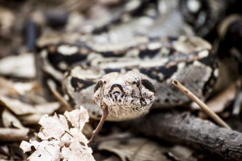 Free Photo of snake, animal, reptile Free Photo of snake, animal, reptile