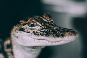 Free Photo of snake, wildlife, poison