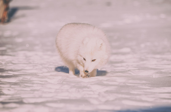 Free Photo of snow, winter, cold Free Photo of snow, winter, cold