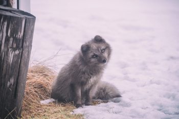 Free Photo of snow, winter, white Free Photo of snow, winter, white