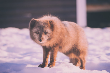 Free Photo of snow, winter, white Free Photo of snow, winter, white