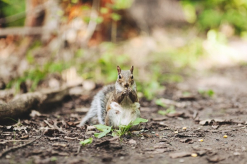 Free Photo of squirrel, animals, nature
