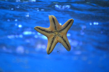 Free Photo of starfish, underwater, ocean Free Photo of starfish, underwater, ocean
