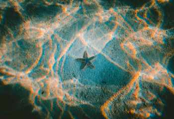 Free Photo of starfish, underwater, ocean Free Photo of starfish, underwater, ocean