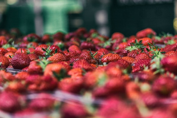 Free Photo of strawberry, food, crops Free Photo of strawberry, food, crops