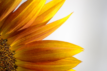 Free Photo of sunflower, yellow, flower Free Photo of sunflower, yellow, flower