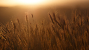 Free Photo of sunset, crops, plants Free Photo of sunset, crops, plants