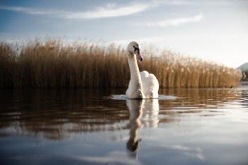 Free Photo of swan, river, swim Free Photo of swan, river, swim