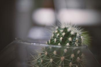 Free Photo of thorn, cactus, green Free Photo of thorn, cactus, green