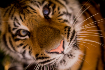 Free Photo of tiger, animal, whiskers Free Photo of tiger, animal, whiskers