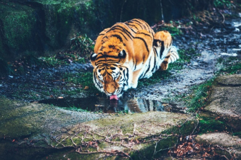 Free Photo of tiger, animal, wildlife Free Photo of tiger, animal, wildlife