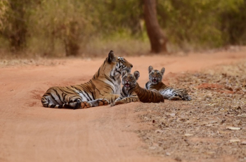 Free Photo of tiger, animal, wildlife Free Photo of tiger, animal, wildlife