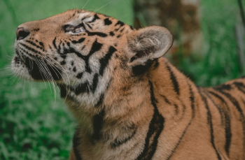 Free Photo of tiger, animal, wildlife Free Photo of tiger, animal, wildlife