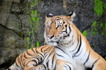 Free Photo of tiger, animal, wildlife Free Photo of tiger, animal, wildlife