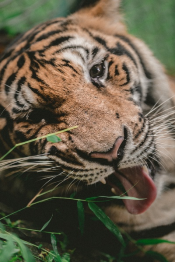 Free Photo of tiger, animal, wildlife Free Photo of tiger, animal, wildlife