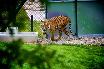 Free Photo of tiger, animal, zoo Free Photo of tiger, animal, zoo
