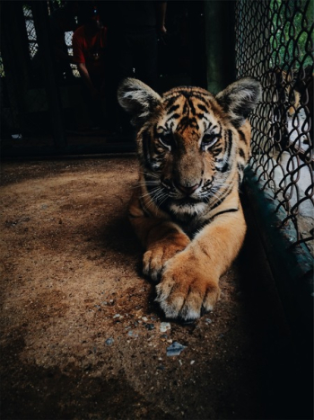 Free Photo of tiger, animal, zoo Free Photo of tiger, animal, zoo