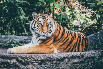 Free Photo of tiger, cat, animal Free Photo of tiger, cat, animal
